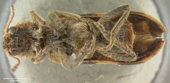 Media type: image;   Entomology 3545 Aspect: habitus ventral view